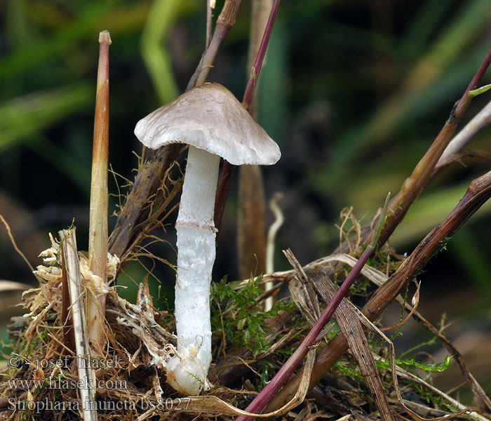 Stropharia inuncta Nuhrukaulussieni Strophaire porphyre