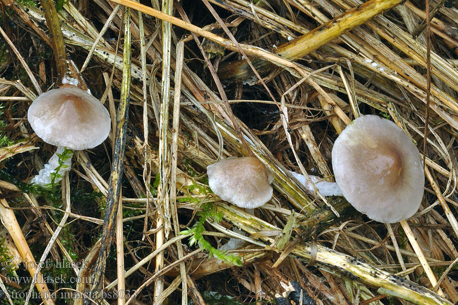 Stropharia inuncta Purpurgraue Träuschling Grå Kragesopp