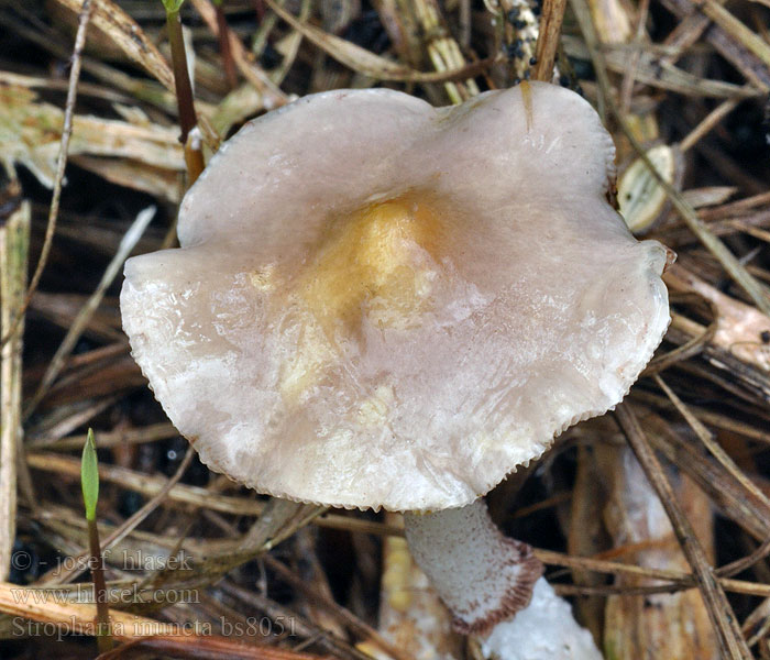 Stropharia inuncta Límcovka natřená