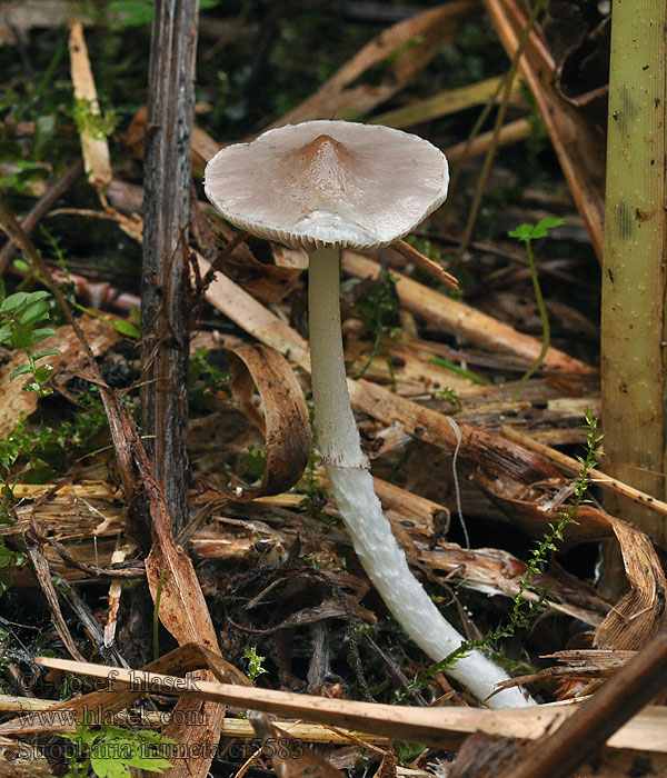 Límcovka natřená Stropharia inuncta