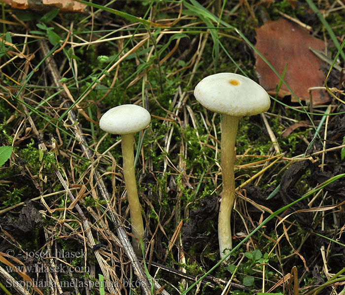 Stropharia melasperma Strophaire lames noires Строфария черноспоровая