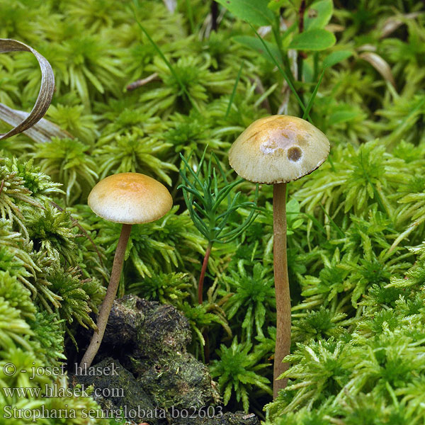 Stropharia semiglobata Límcovka polokulovitá Halbkugeliger Träuschling