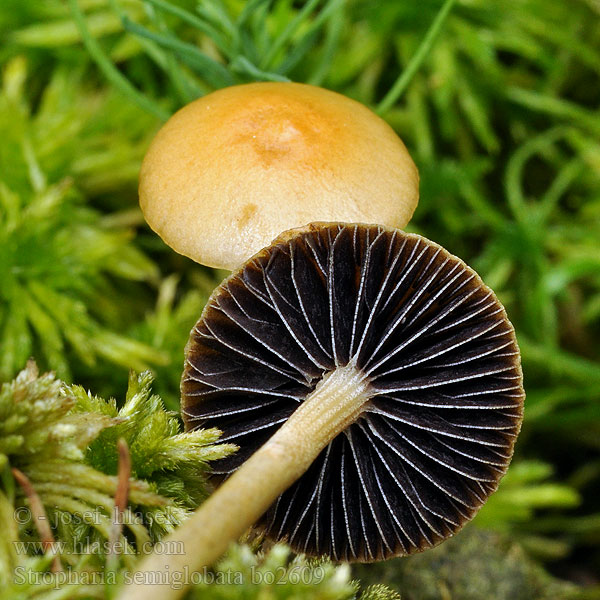 Stropharia_semiglobata_bo2609