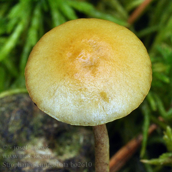 Stropharia_semiglobata_bo2610