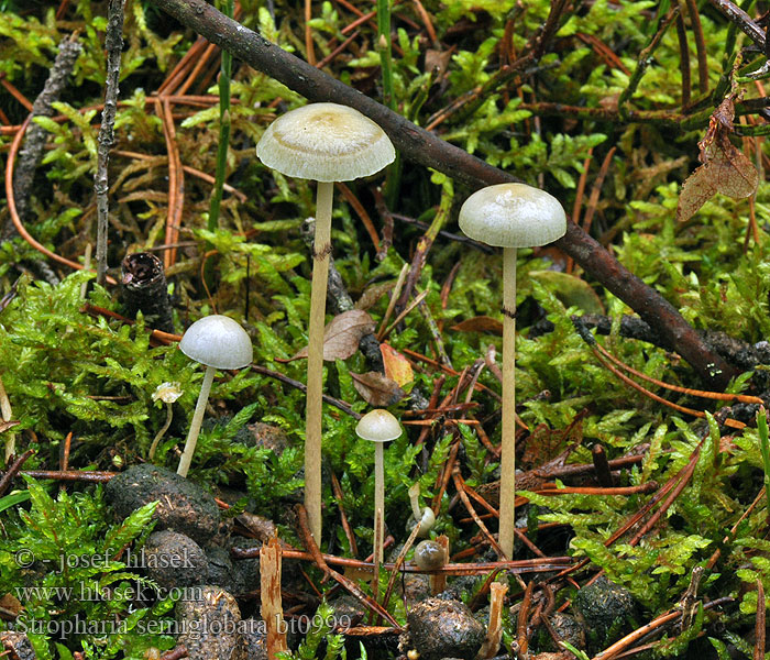 Stropharia semiglobata Sitronkragesopp Строфария полушаровидная