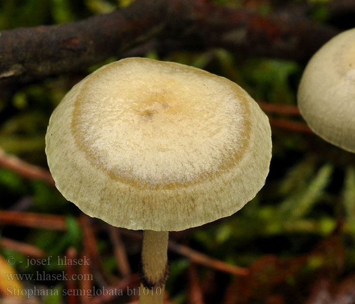 Stropharia semiglobata Límcovka polokulovitá