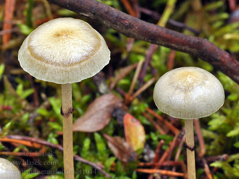 Stropharia semiglobata Halbkugeliger Träuschling