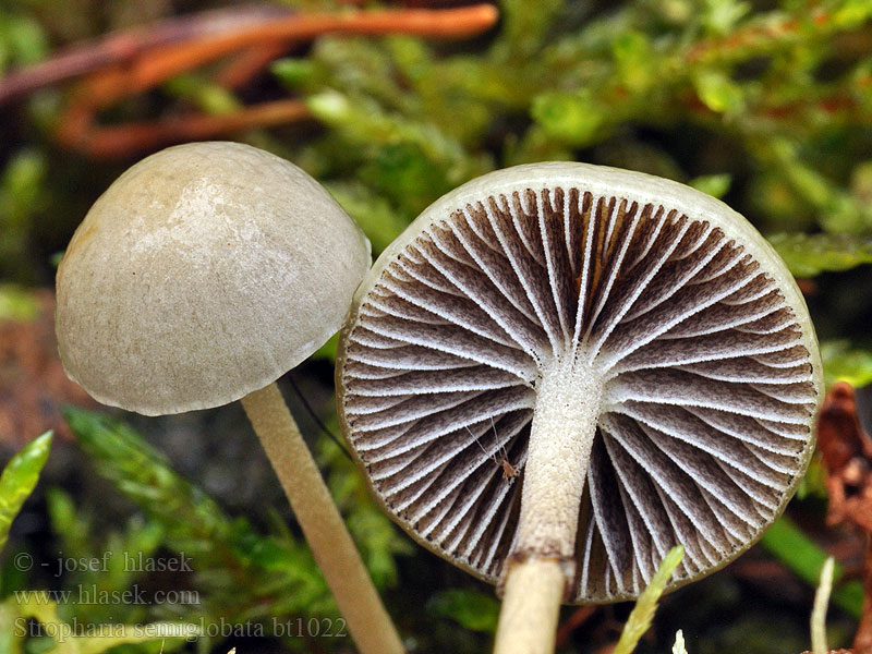 Stropharia semiglobata Kleefsteelstropharia Łysiczka łajnowa