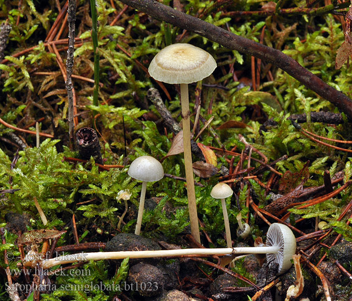 Stropharia semiglobata Golierovka pologuľovitá Lantakaulussieni