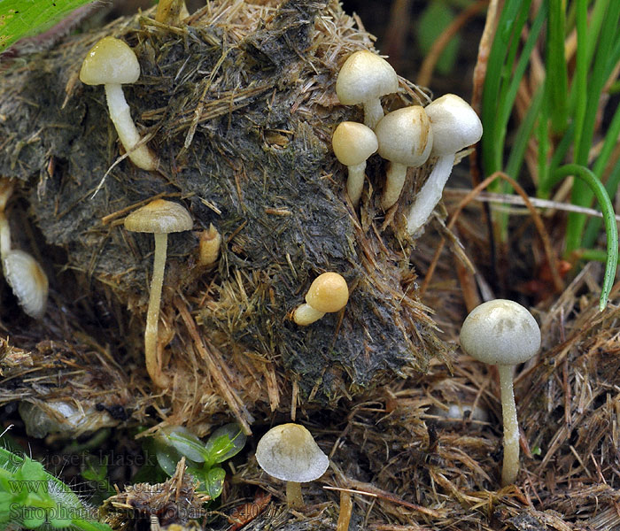 Halbkugeliger Träuschling Stropharia semiglobata