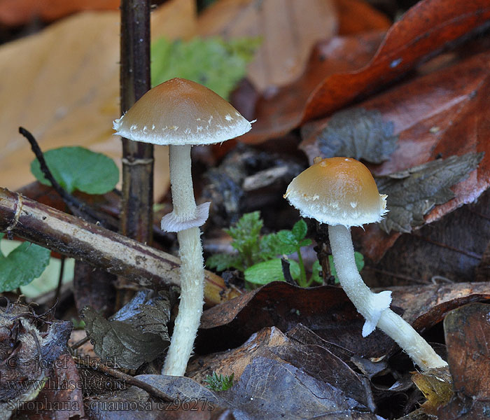 Stropharia squamosa