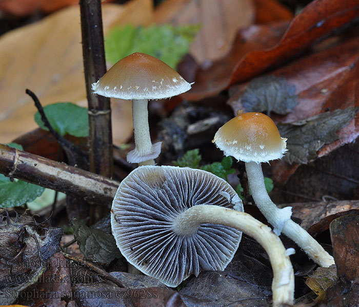 Stropharia squamosa