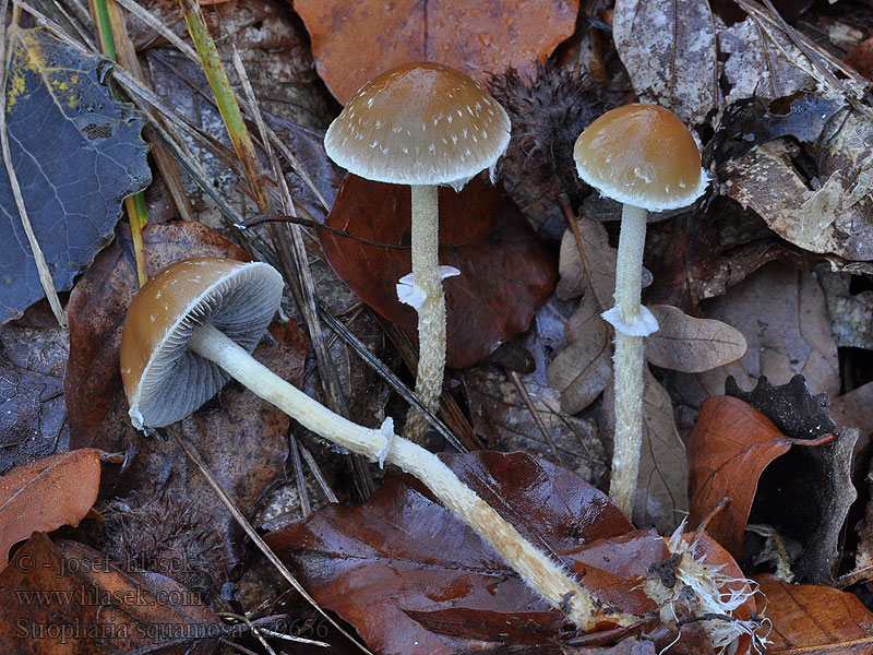 Łysiczka łuskowata Pierścieniak łuskowaty Stropharia squamosa