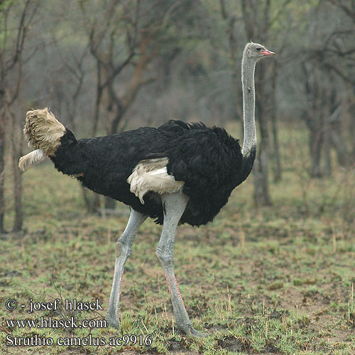 Struthio camelus Ostrich Masaistruds Strutsi