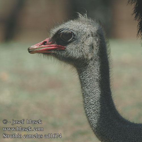 Struisvogel Struzzo africano Strucc Strauß Strauss