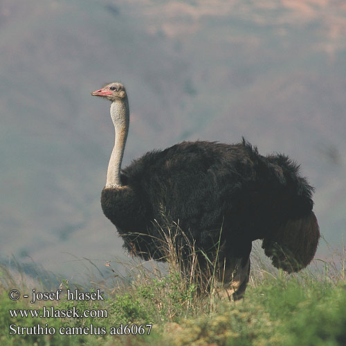 النعامة Volstruis ダチョウ 鸵鸟 Strutul