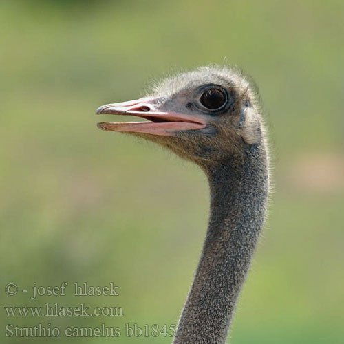 Struthio camelus Ostrich Masaistruds Strutsi