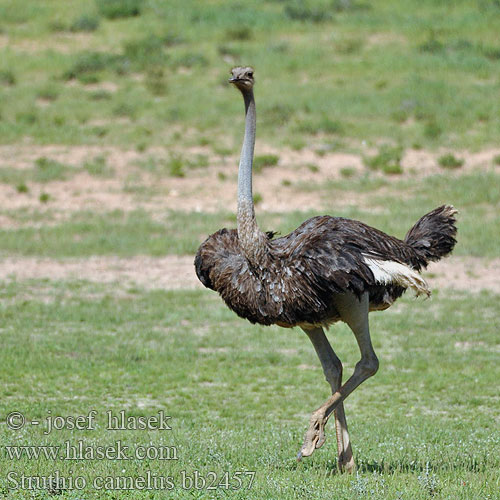 Autruche Afrique Struisvogel Struzzo africano Strucc