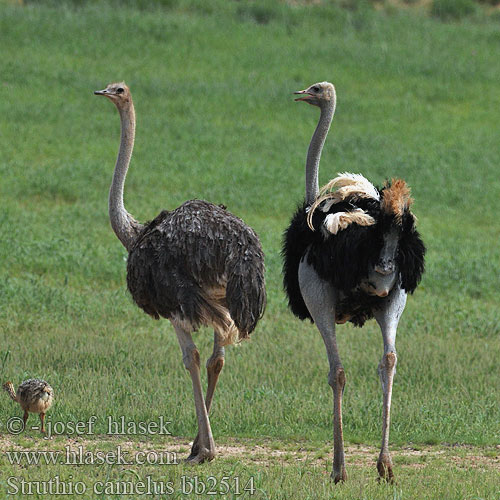 Autruche Afrique Struisvogel Struzzo africano