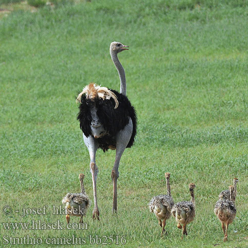 Struisvogel Struzzo africano Strucc Strauß Strauss