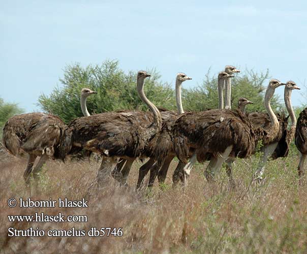 Strutsi Autruche d'AfriqueStruisvogel Struzzo africano