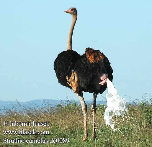 Masaistruds Strutsi Autruche d'AfriqueStruisvogel