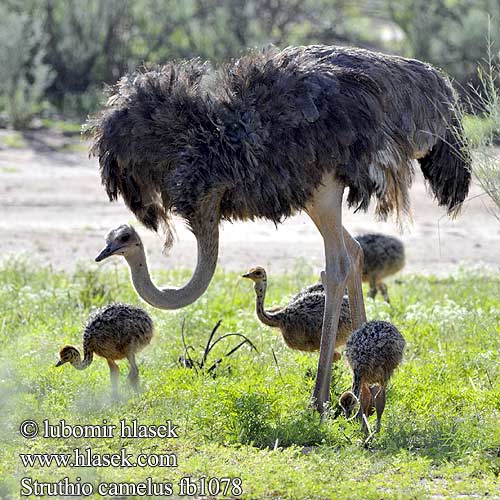 النعامة ダチョウ 鸵鸟 Strutul Стра