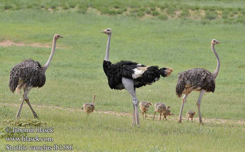 στρουθοκάμηλος Struthio camelus