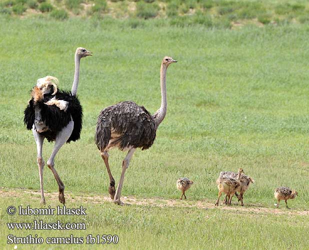 Masaistruds Strutsi Autruche Afrique Struisvogel