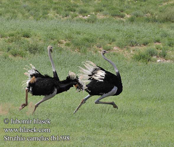 Strutsi Autruche Afrique Struisvogel Struzzo africano