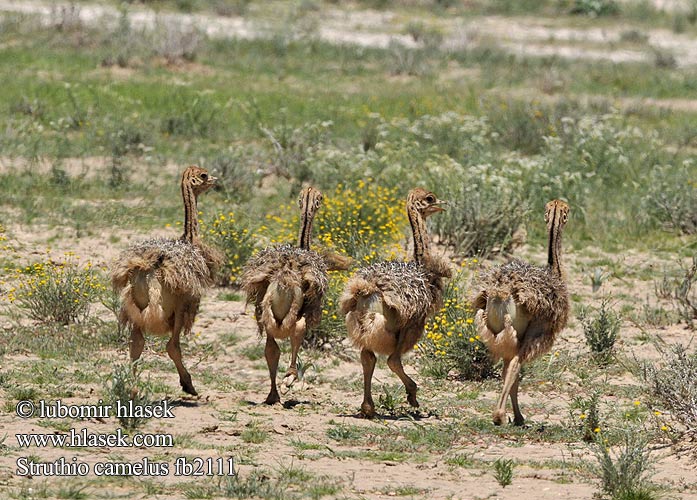 Strutsi Autruche Afrique Struisvogel Struzzo africano