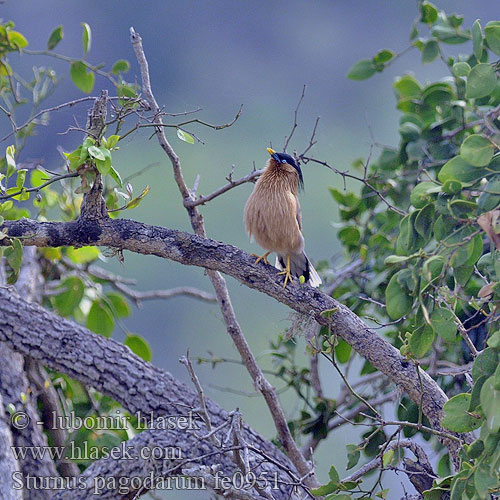 Sturnus pagodarum Brahminy Starling Špaček pagodový Pagodenstar Estornino Pagodas Étourneau pagodes Storno delle pagode ズグロムクドリ Pagodespreeuw Szpak braminski 黑冠椋鸟 Pagodstare นกเอี้ยงพราหมณ์ Браминский скворец Pagodestær Papata pariki Pappatti nahanavai Rawanati