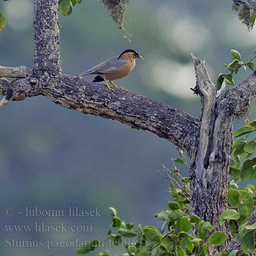 Sturnus pagodarum fe0953