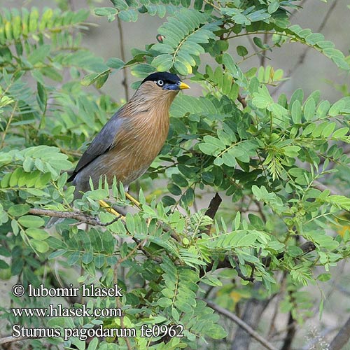 Sturnus pagodarum fe0962