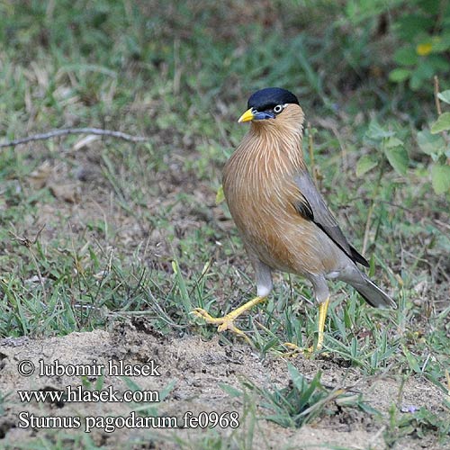 Браминский скворец Pagodestær Papata pariki Pappatti nahanavai Rawanati Sturnus pagodarum Brahminy Starling Špaček pagodový Pagodenstar Estornino Pagodas Étourneau pagodes Storno delle pagode ズグロムクドリ Pagodespreeuw Szpak braminski 黑冠椋鸟 Pagodstare นกเอี้ยงพราหมณ์