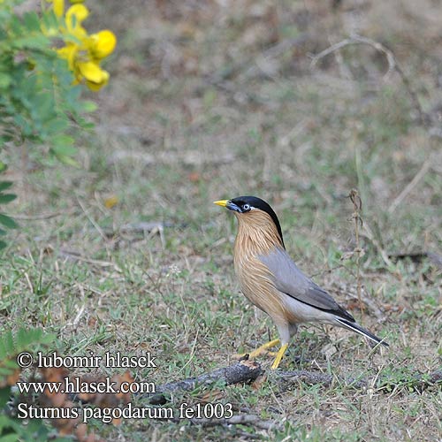 Brahminy Starling Špaček pagodový Pagodenstar Estornino Pagodas Étourneau pagodes Storno delle pagode ズグロムクドリ Pagodespreeuw Szpak braminski 黑冠椋鸟 Pagodstare นกเอี้ยงพราหมณ์ Браминский скворец Pagodestær Papata pariki Pappatti nahanavai Rawanati Sturnus pagodarum