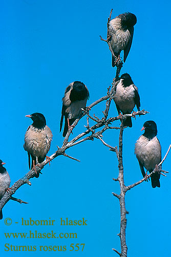 Sturnus roseus Pastor Rose-coloured Starling Rosenstar