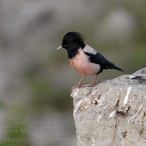 Sturnus roseus Pastor Rose-coloured Starling Rosenstar