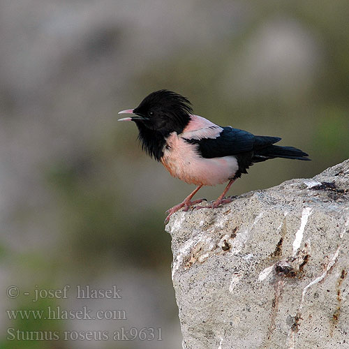 Sturnus roseus Pastor Rose-coloured Starling Rosenstar