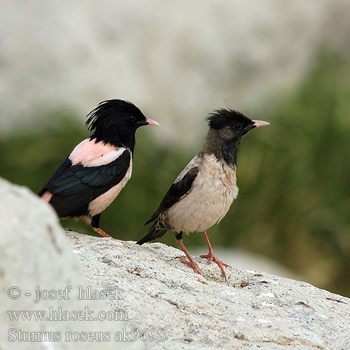 Sturnus roseus Pastor Rose-coloured Starling Rosenstar