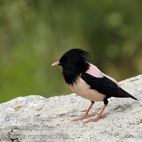 Rose-coloured Starling Rosenstar Etourneau roselin