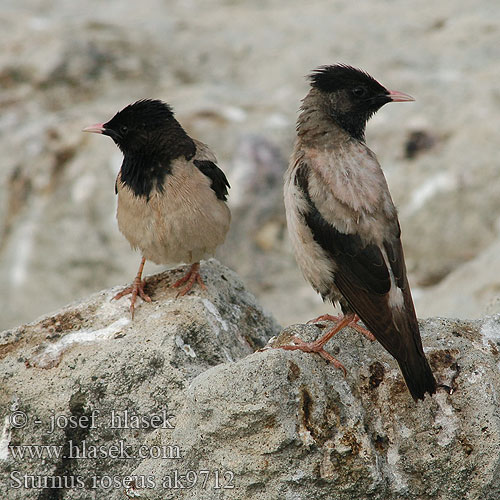 Rose-coloured Starling Rosenstar Etourneau roselin