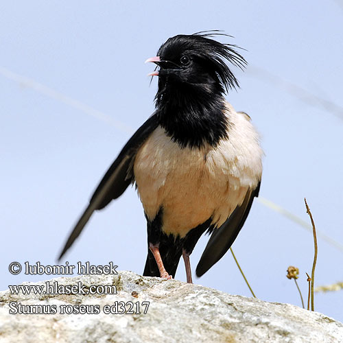 粉紅椋鳥 Розовый скворец