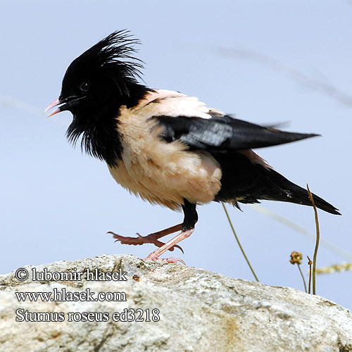 粉紅椋鳥 Розовый скворец バライロムクド