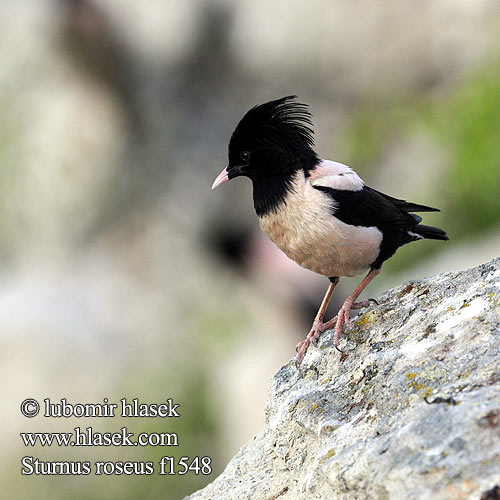 Sturnus roseus f1548