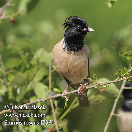 Sartais strazds Roosa-kuldnokk Sturnus roseus