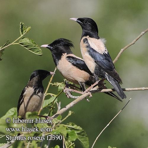 Sartais strazds Roosa-kuldnokk Sturnus roseus Pastor Rose-coloured