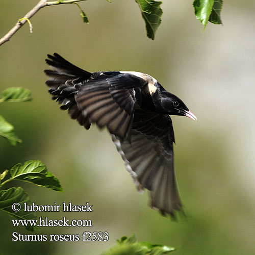 Roosa-kuldnokk Sturnus roseus Pastor Rose-coloured Starling