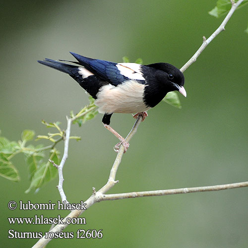 Sturnus roseus Pastor Rose-coloured Starling Rosenstar