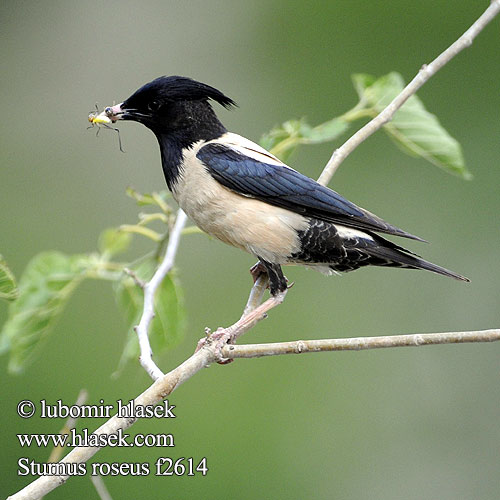 Sturnus roseus Pastor Rose-coloured Starling